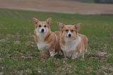CORGI PEMBROKE 1384